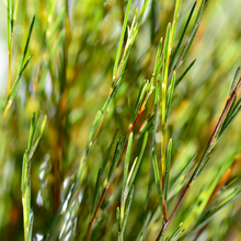 Roheline rooibos
